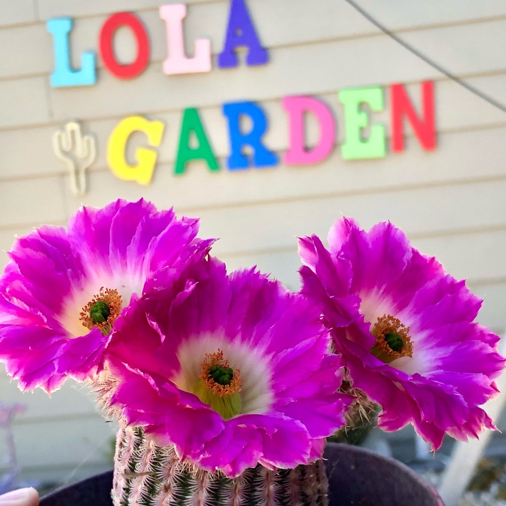 SUCCULENT KIT; RANDOM SUCCULENT/CACTI FROM MY GARDEN, WITH ORGANIC SOIL AND POT